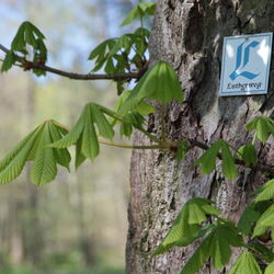 Lutherweg-Markierung im Kurpark Georgenthal