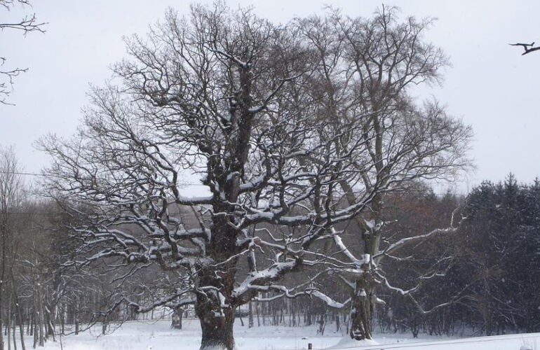 Winterimpression