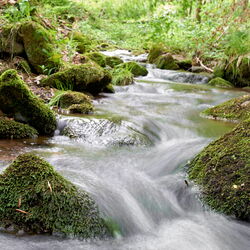 Nahaufnahme vom Schilfwasser bei Friedrichroda im Thüringer Wald