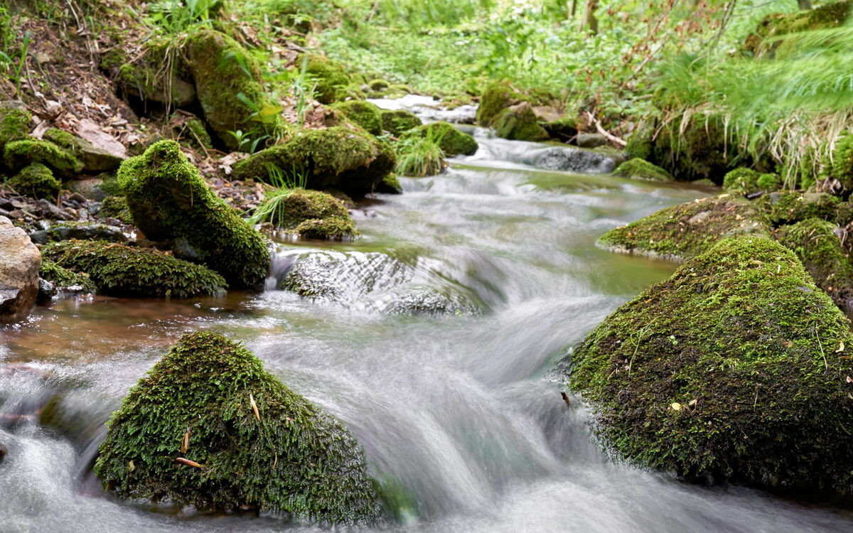 Nahaufnahme vom Schilfwasser bei Friedrichroda im Thüringer Wald